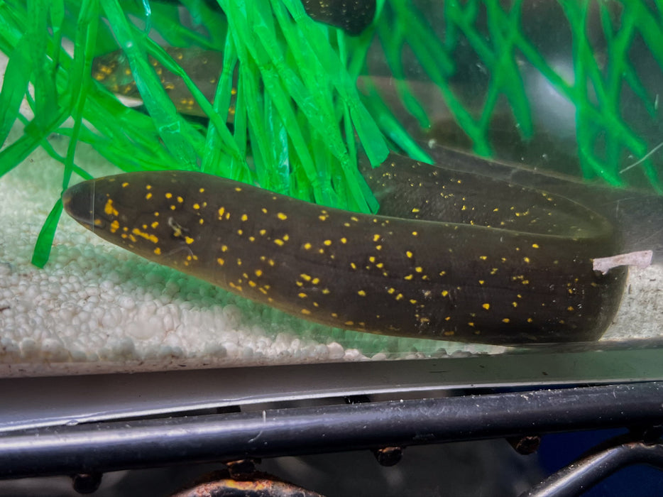 * Other Species * Lepidosiren paradoxa (South American Lungfish) 14-15cm