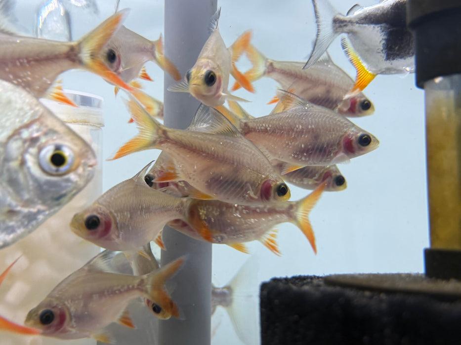 * Other Species * Panda Tin Foil Barb (TFB) 8-10cm