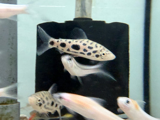 * Other Species * Leporinus nijsseni (Clown Spotted Leporinus) 7-9cm