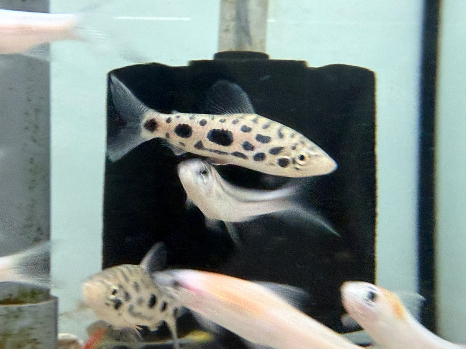 * Other Species * Leporinus nijsseni (Clown Spotted Leporinus) 7-9cm