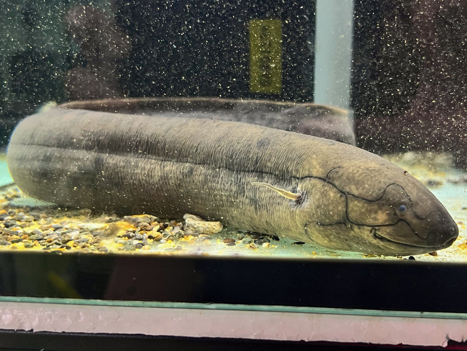 * Other Species * Lepidosiren paradoxa (South American Lungfish) 63-65cm