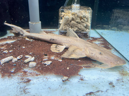 * Catfish * Bagarius suchus (Crocodile Goonch) 24-28cm