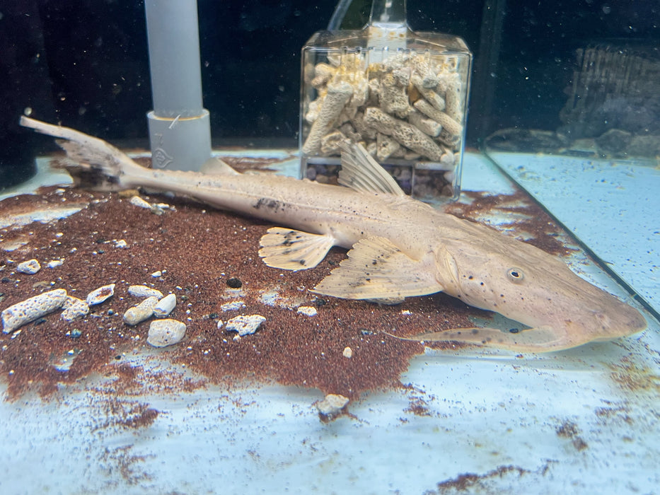 * Catfish * Bagarius suchus (Crocodile Goonch) 24-28cm