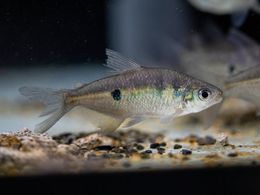 * Tetra  * Rhoadsia Altipinna (Hound Tooth Tetra) 6-8cm