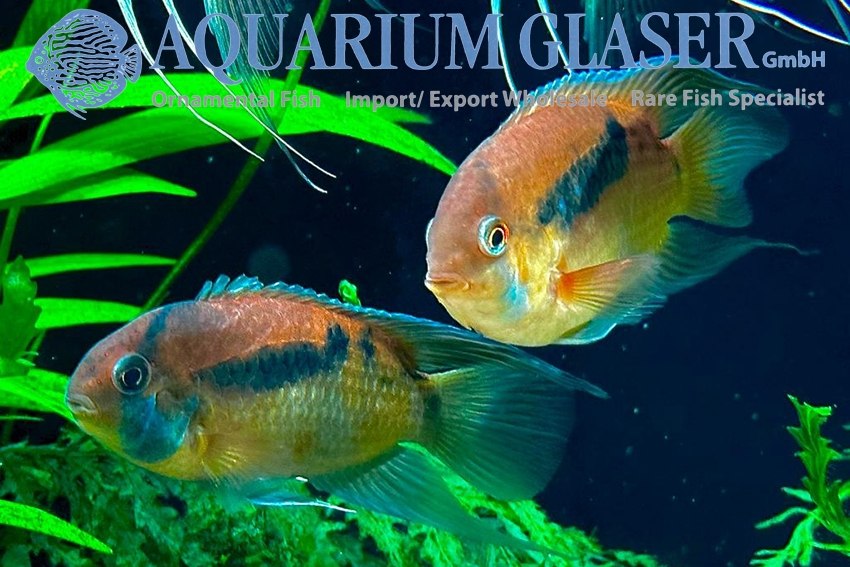* Cichlids * Cleithracara cf. maronii “Kourou” (Redcap Keyhole cichlid) 5-7cm