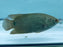 * Other Species * Ctenopoma kingsleyae (Tailspot Bushfish) 12-14cm