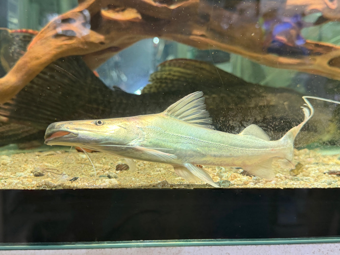 * Catfish *  Brachyplatystoma Rousseauxii (Flavican Catfish) 20-25cm