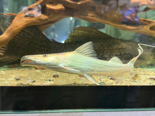 * Catfish *  Brachyplatystoma Rousseauxii (Flavican Catfish) 20-25cm