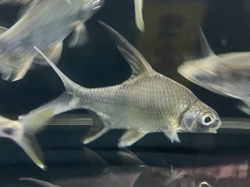 * Other Species * Cosmochilus Harmandi (Siamese Sicklefin Barb) 10-14cm