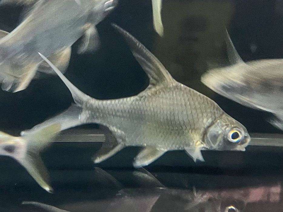 * Other Species * Cosmochilus Harmandi (Siamese Sicklefin Barb) 10-14cm