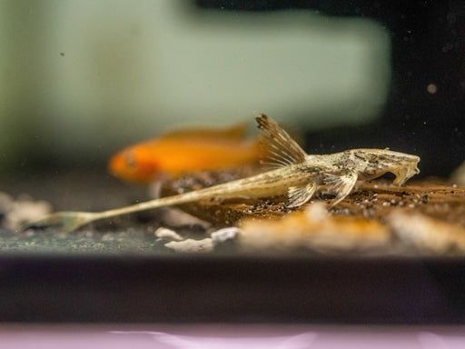 * Pleco *  Rineloricaria Heteroptera “wild” 4-7cm