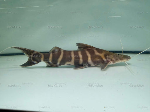 * Catfish * Brachyplatystoma sp. Flash Zebra 27cm