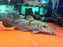 * Catfish * Auchenoglanis sp. Bouche (Guinea) 34-36cm
