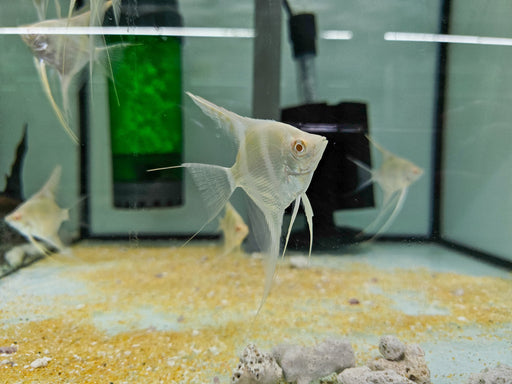 * Angelfish * Albino Dantum Angel 4-5cm