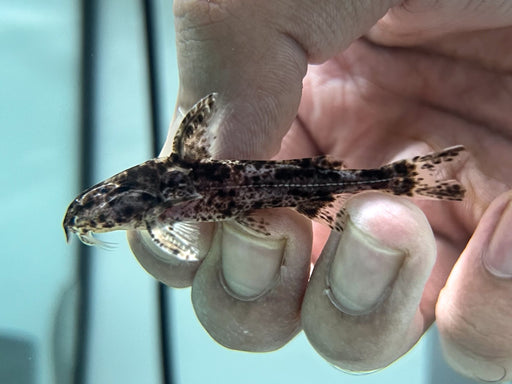 * Catfish *  Rhynchodoras cf. woodsi (Parrot Doradid) 5-7 cm