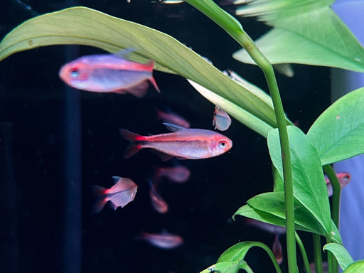 * Tetra/Barb  * Hyphessobrycon myrmex Red (Fire Ant tetra) “WILD”