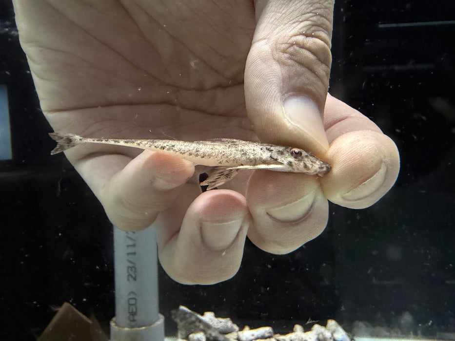 * Pleco *  Rineloricaria sp. Jamanxim