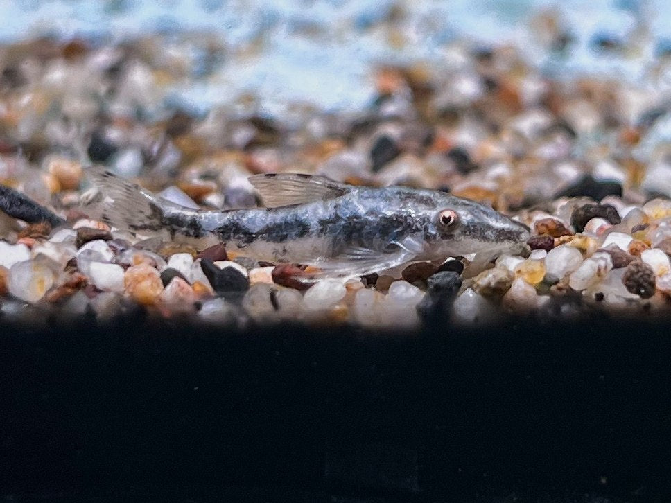 *Pleco* Rhinotocinclus Loxochelis 2-3cm