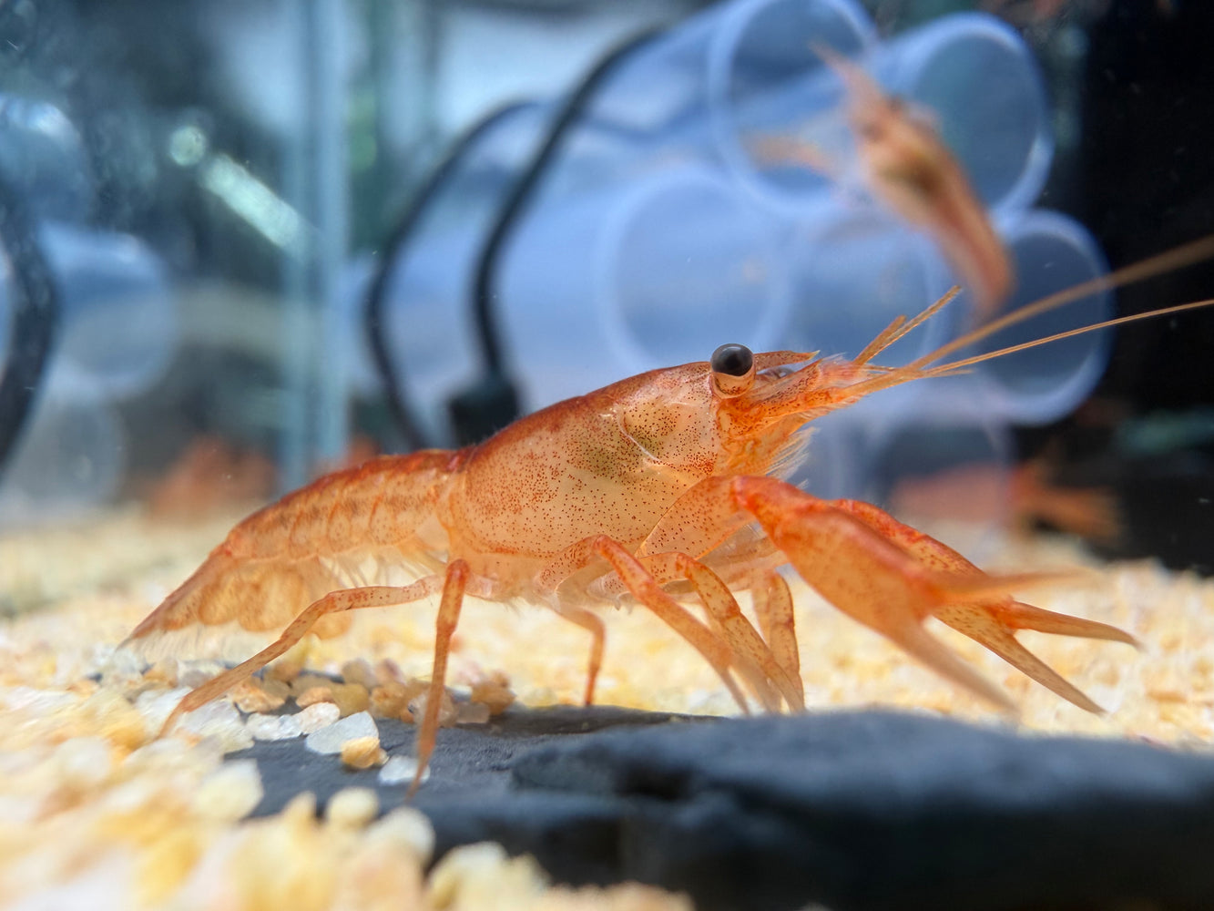 * Shrimps *  Cambarellus Patzcuarensis (CPO) Orange Mexican Dwarf Crayfish