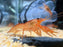 * Shrimps *  Cambarellus Patzcuarensis (CPO) Orange Mexican Dwarf Crayfish