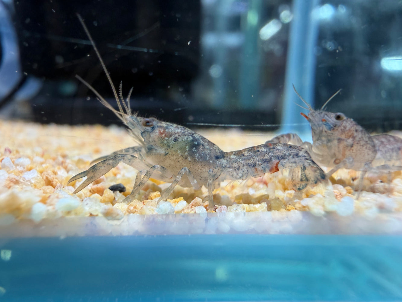 * Shrimps *  Cambarellus Diminutus (CPO) Least Crayfish