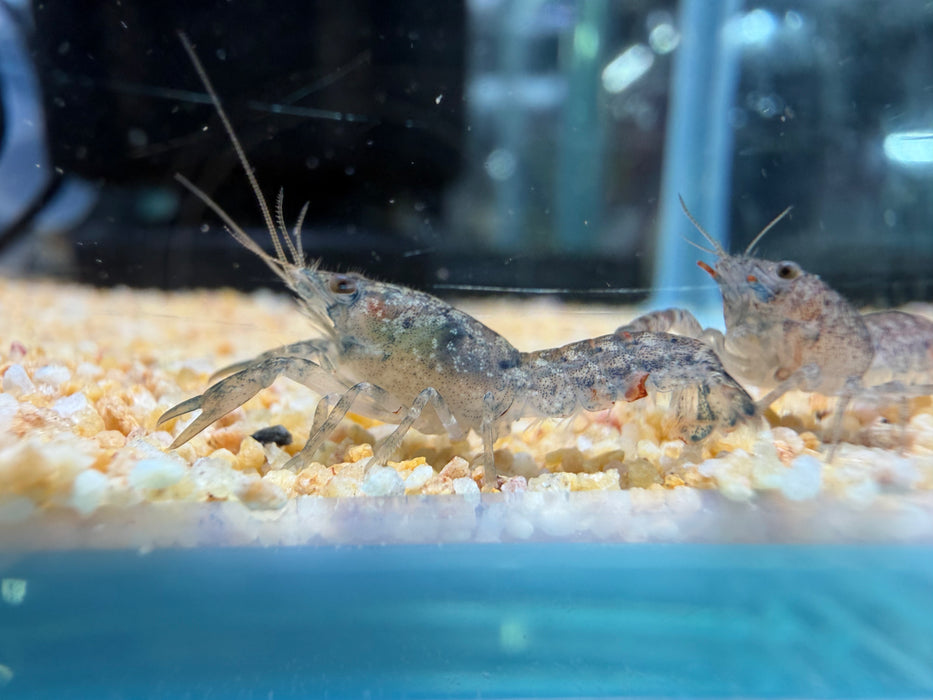 * Shrimps *  Cambarellus Diminutus (CPO) Least Crayfish