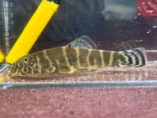 * Other Species * Gastromyzon Praestans (Gold Zebra Borneo sucker) 5-7cm
