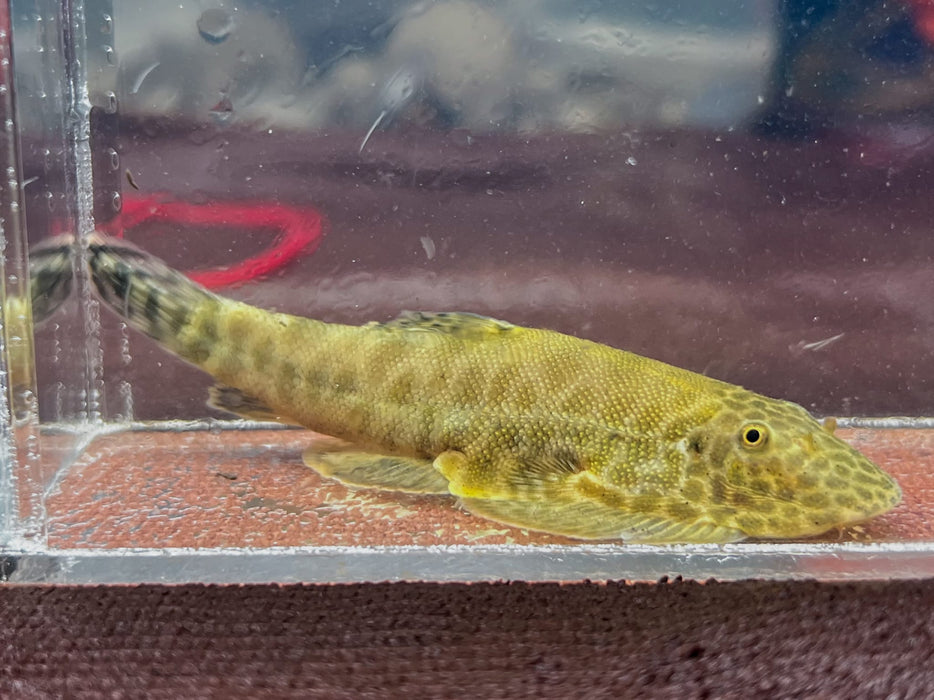 * Other Species * Gastromyzon sp. Yellow 5-7cm