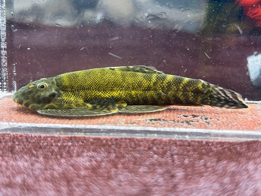 * Other Species * Gastromyzon Psiloetron (Green Hulk Borneo Sucker) 5-7cm