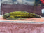 * Other Species * Gastromyzon Psiloetron (Green Hulk Borneo Sucker) 5-7cm
