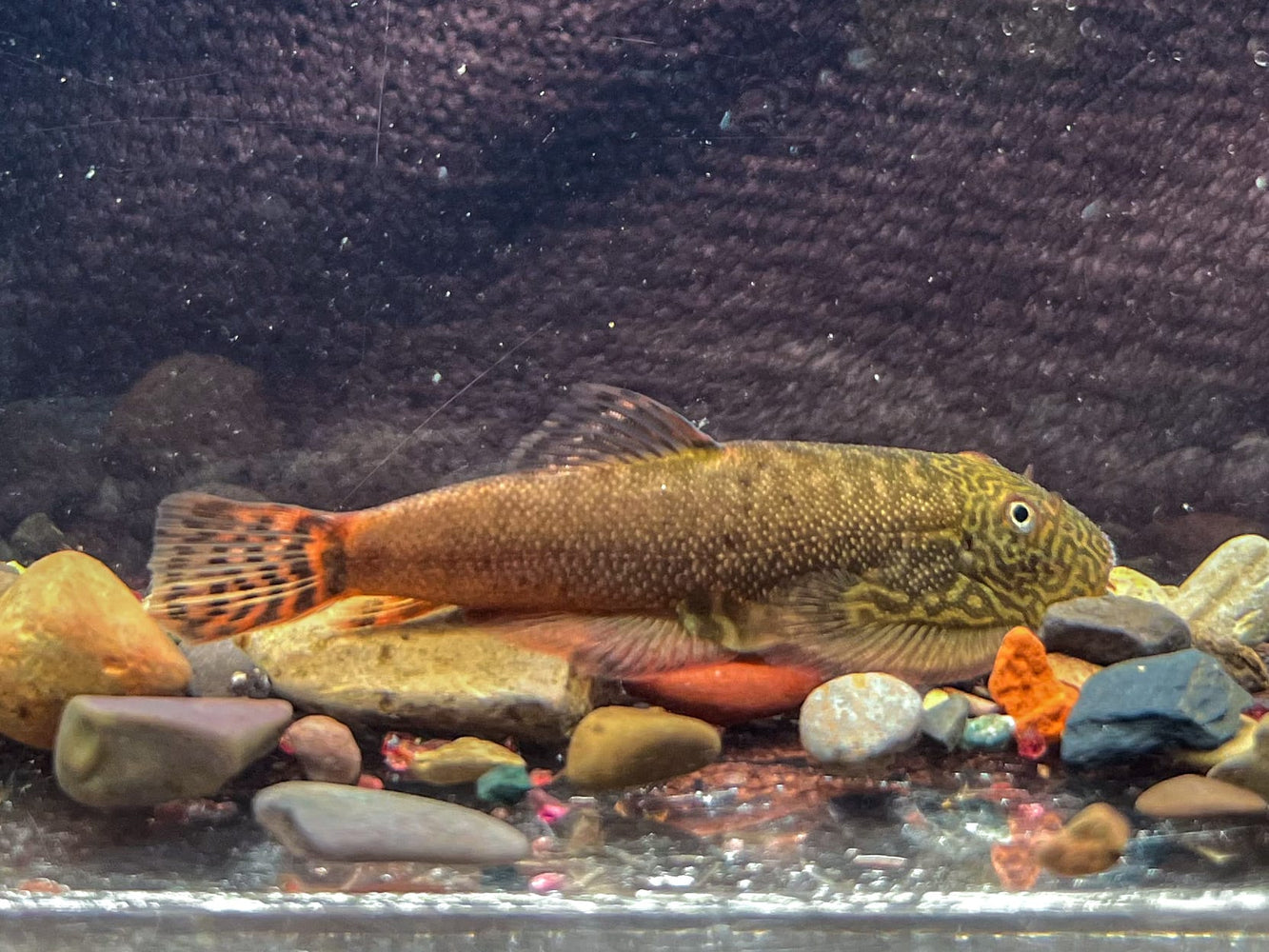 * Other Species * Gastromyzon sp. Red devil (4-6cm)