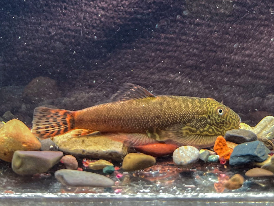 * Other Species * Gastromyzon sp. Red devil (4-6cm)