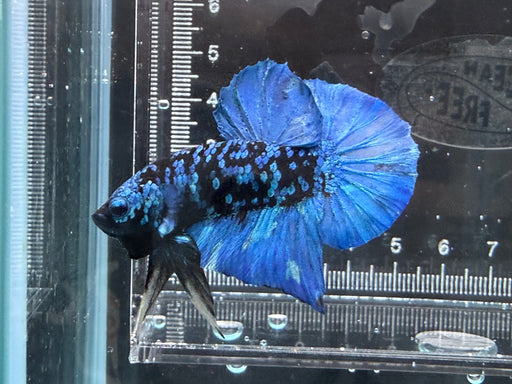 * Betta * HMPK (Actual Fish) #05