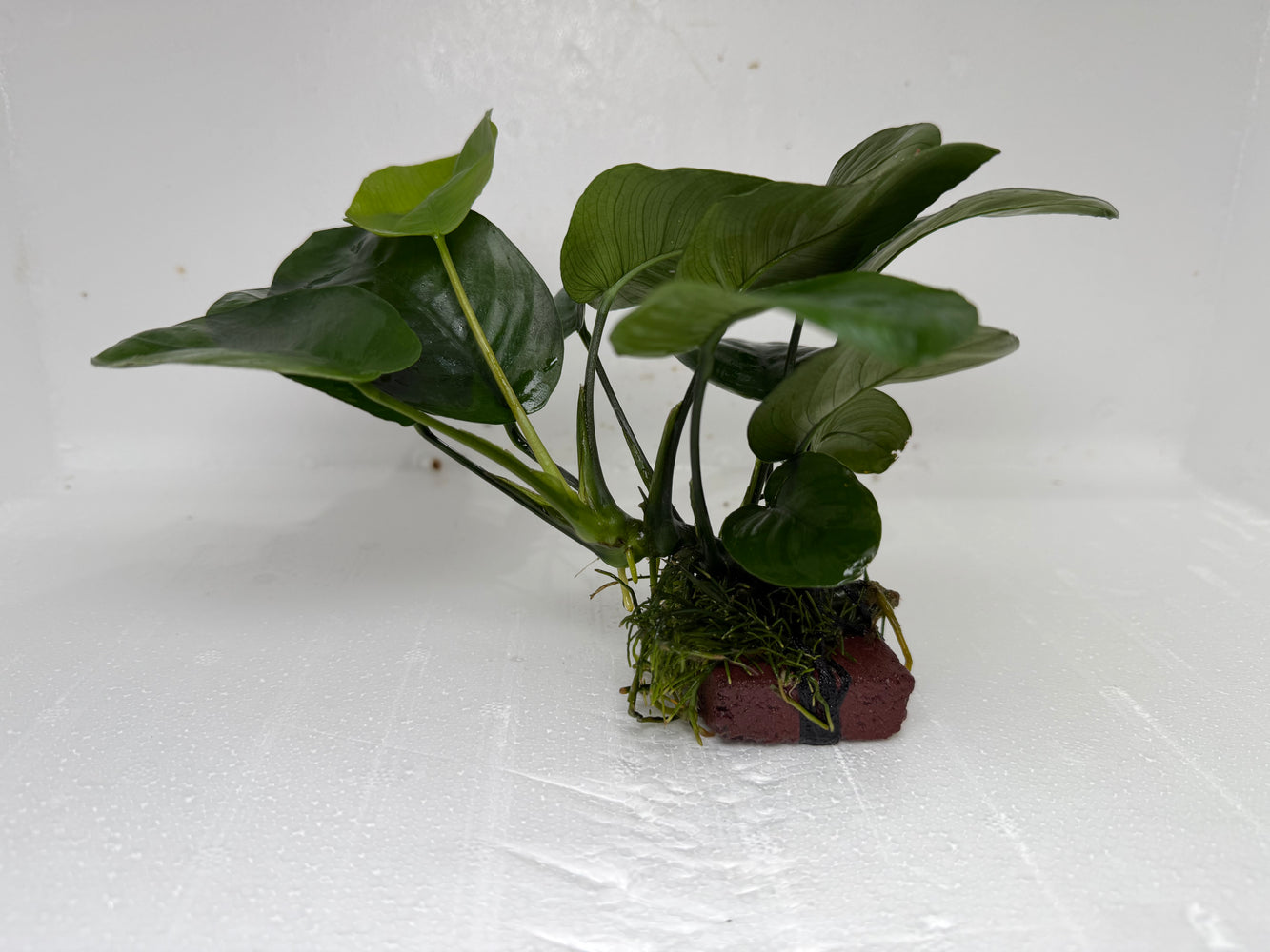 * Plants * Anubias Nana on Rock #39