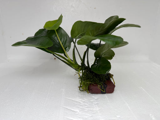 * Plants * Anubias Nana on Rock #39