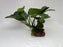 * Plants * Anubias Nana on Rock #39