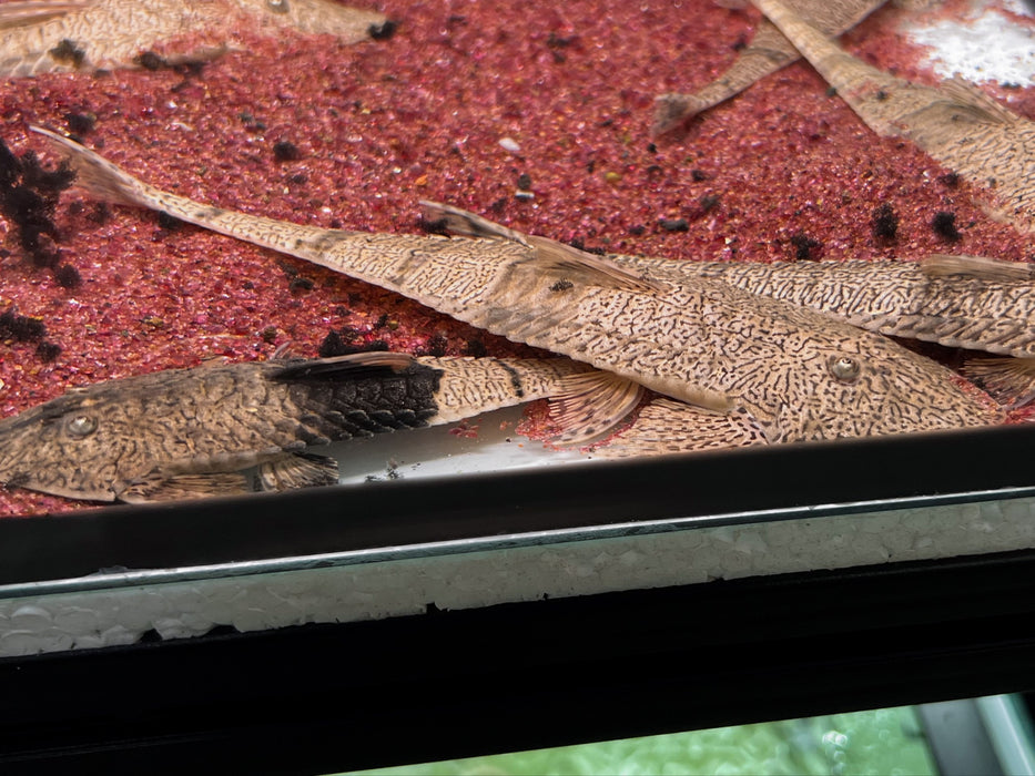 * Pleco *  Pseudohemiodon apithanos COLOMBIA (Chameleon Whiptail) 14-20cm