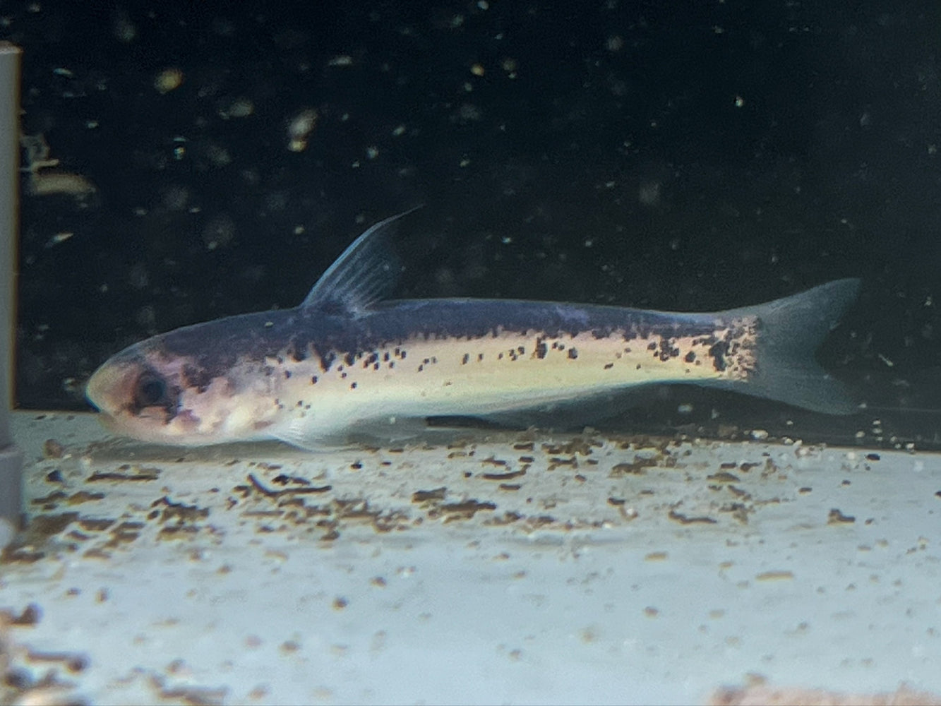* Catfish * Cetopsis Umbrosa 8-10cm