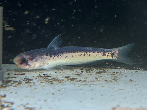 * Catfish * Cetopsis Umbrosa 8-10cm