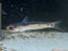 * Catfish * Cetopsis Umbrosa 8-10cm