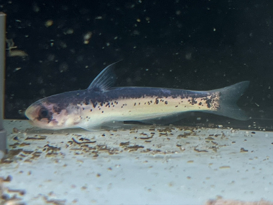 * Catfish * Cetopsis Umbrosa 8-10cm