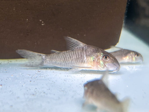 * Corydoras * Hoplisoma Psamathos CW172