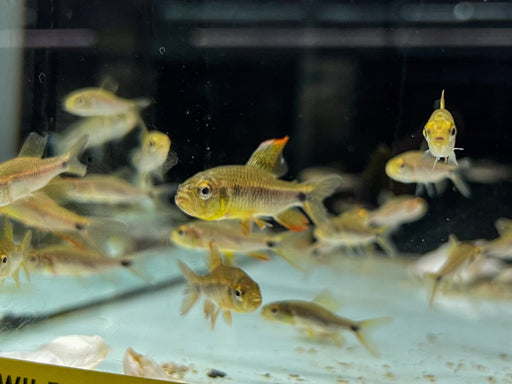 * Tetra/Barb  * Crenuchus spilurus Wild “Columbia”
