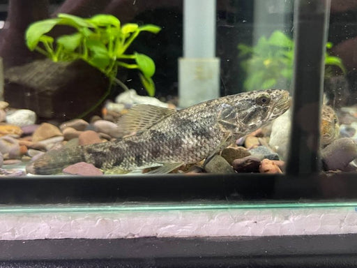 * Other Species * Hoplias malabaricus (Common Wolf) 8-10cm