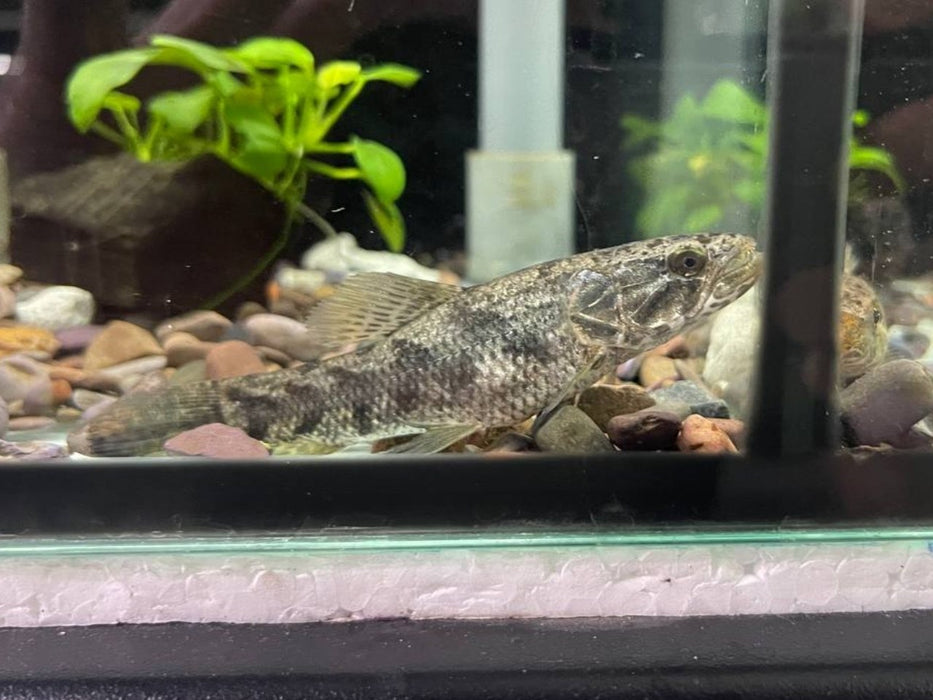 * Other Species * Hoplias malabaricus (Common Wolf) 8-10cm