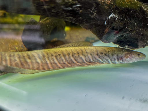 * Other Species * Gymnotus Carapo Occidentalis (Banded Knifefish) 10-15cm