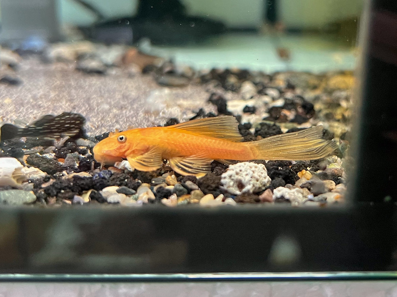 * Pleco * L144 Super Red Long fin “German Bred” 4cm