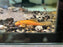 * Pleco * L144 Super Red Long fin “German Bred” 4cm