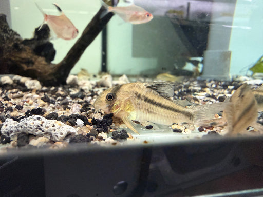 * Corydoras *  Hoplisoma sp. Axelrodi Deckeri