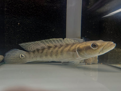 * Cichlids * Crenicichla (Batrachops) Cametana 12-14cm